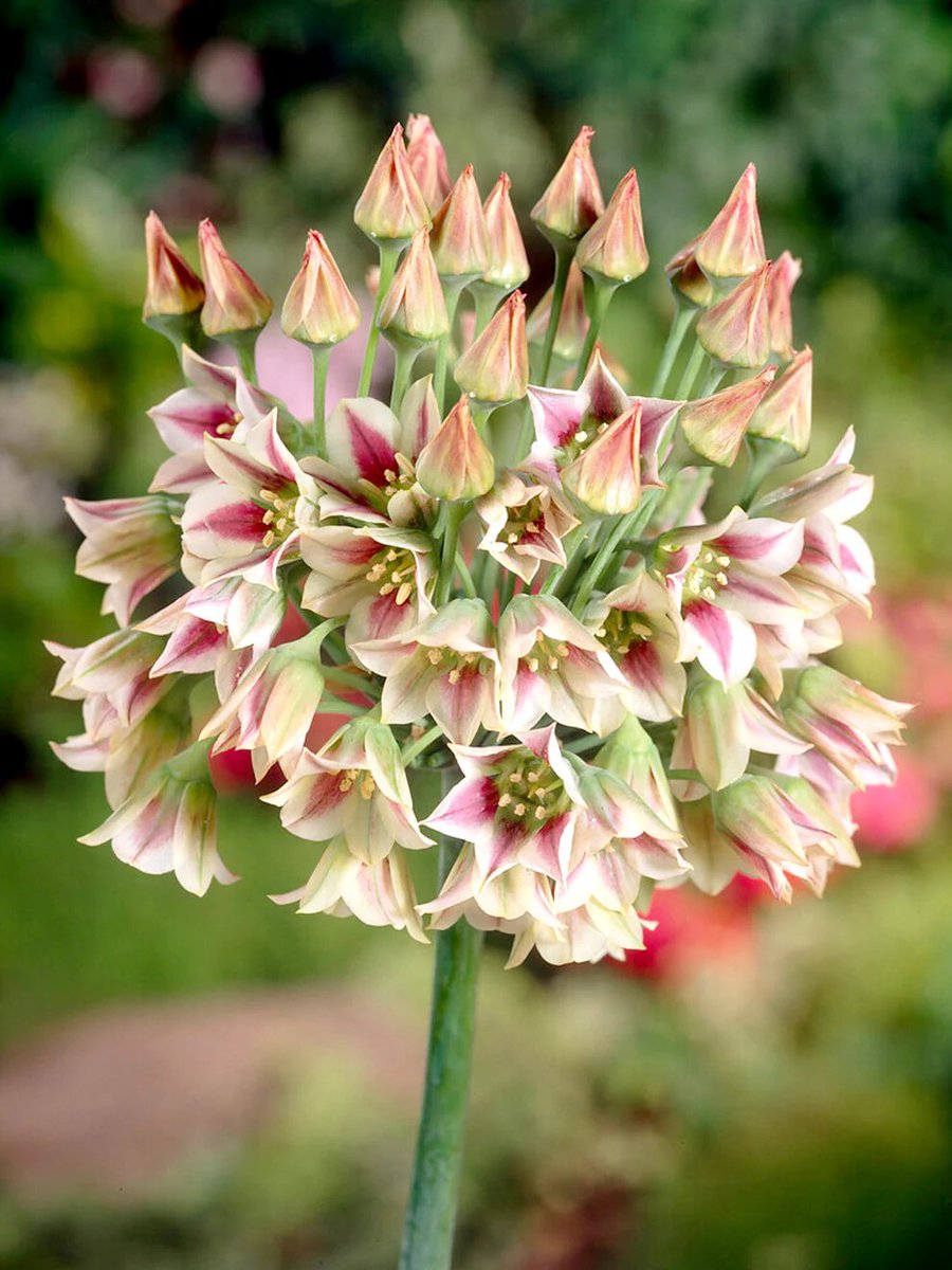TheFlowerShow's tweet image. I hate onions. Not because of the taste, I can deal with that. It’s the crying😭
But here’s the twist: I love allium.🌼💮
Not in the kitchen, in the garden.
Because when onions make me cry, allium flowers make my heart sing.