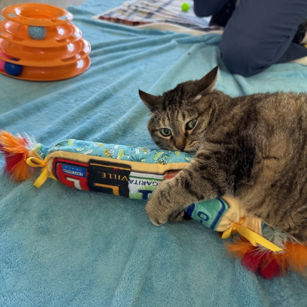 TreeHouseCats's tweet image. Kicker toys are long, plush, like mini bolster pillows—perfect for cats to grab, bite, and bunny kick with their back legs! 🐰🥋
#TreeHouseCats #Cats #CatToys #CatLover #BunnyKicks