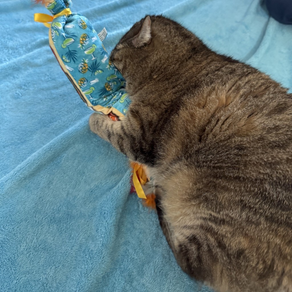 TreeHouseCats's tweet image. Kicker toys are long, plush, like mini bolster pillows—perfect for cats to grab, bite, and bunny kick with their back legs! 🐰🥋
#TreeHouseCats #Cats #CatToys #CatLover #BunnyKicks
