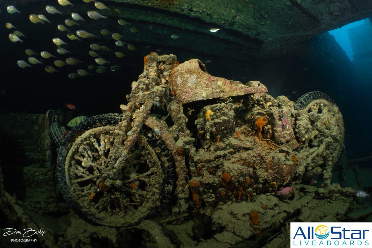 Wreck Diving Wednesday!
SS Thistlgorm - This WWII wreck is known for it's motorbikes in the cargo holds!

~All Star Scuba Scene, Red Sea
📷Dan Bishop

#allstarliveaboards #redsea #egypt #allstarscubascene #wreckdiving #thistlegorm #thisisegypt #diveholiday #scuba #redseadiving