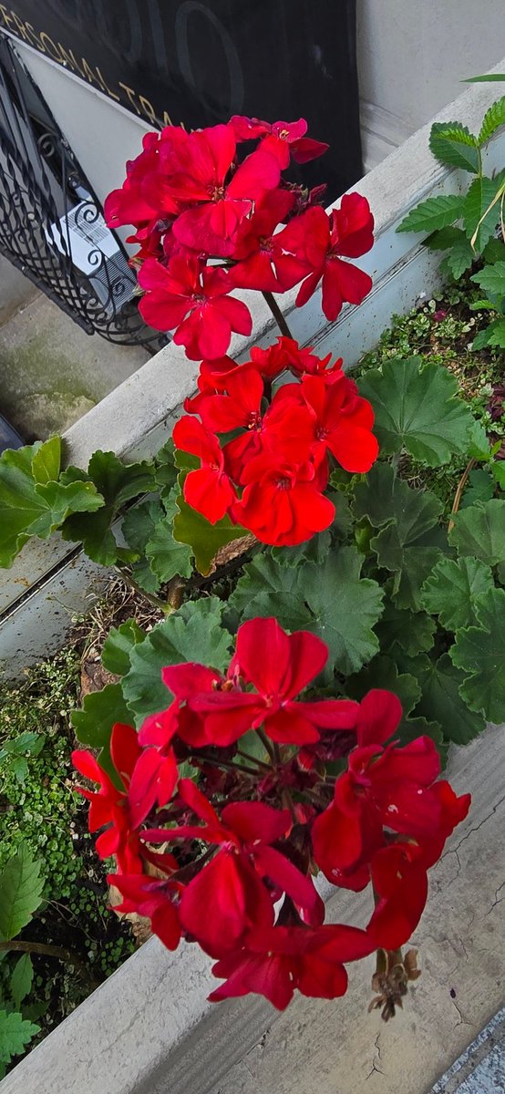 Red Geraniums 

#flowersphotography #Geraniums #flowers #photograghy #plants