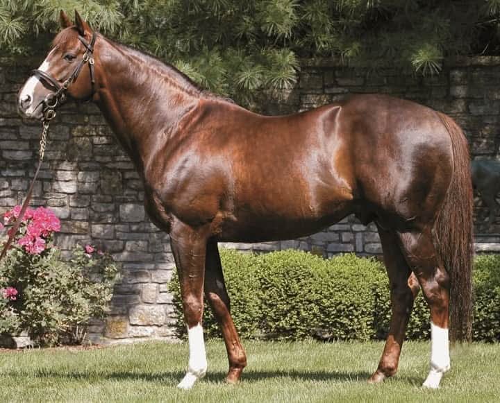 GIANT'S  CAUSEWAY 🇺🇸 1997 
(STORM  CAT-MARIAHS  STORM  POR RAHY)
#GiantsCauseway
#IronHorse