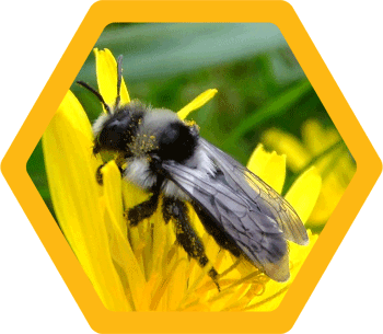 The #AshyMiningBee is distinctive due to its black &amp; grey colouring - it can be found on heathland, moorland edges, open woodland, coastal grassland, cliffs &amp; quarries

Learn more at buzz-off.co.uk/lets-identify-…  

#wildlifewednesday #insects