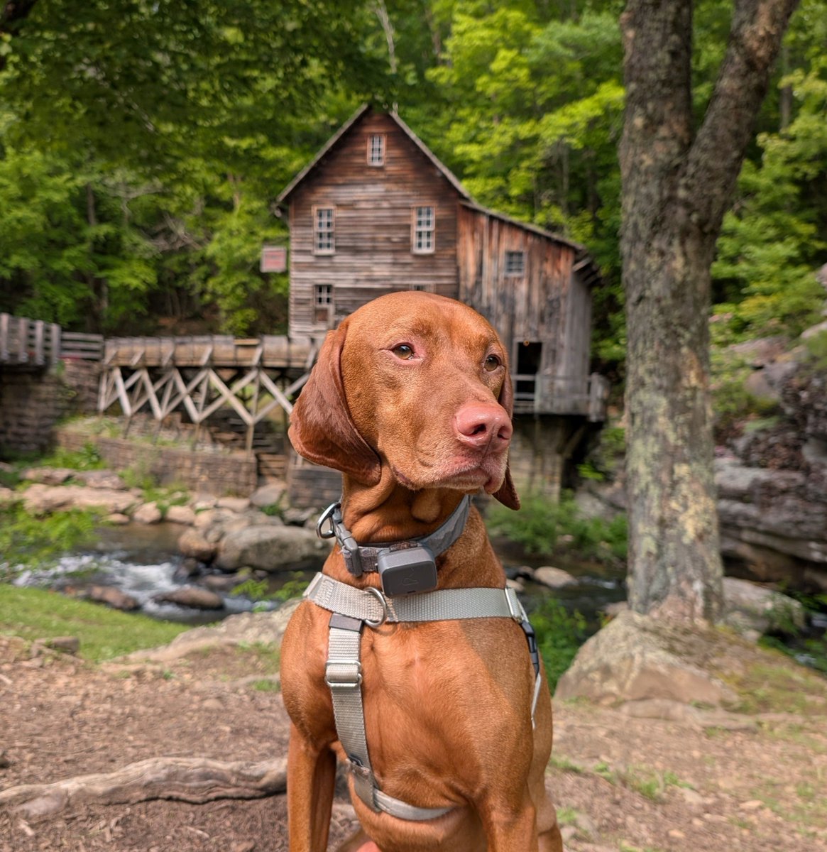 🌎 It's #WITWW...can you guess where Yonder was? This state park's 4127 acres, replica grist mill, and miles of dog-friendly trails are on the site of two former CCC camps. We'll return with the reveal at 5pm.

#IntrepidPupYonder #bringfido #vizsla #traveldog #hiking