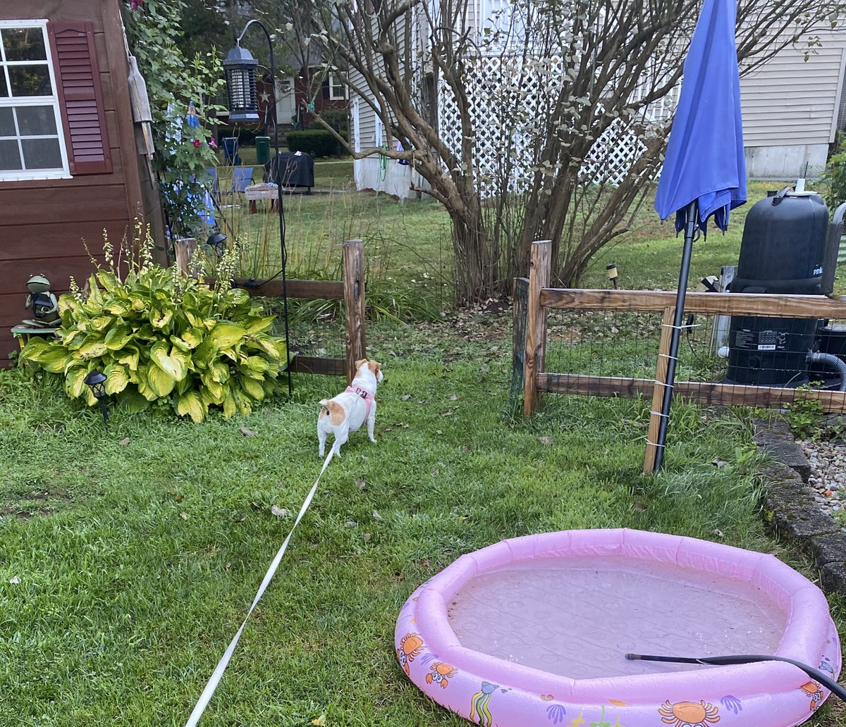 DaisyMaeJack's tweet image. High alert dis morning not cuz zombie but cuz my neighbor Lexi walked by. There’s something about her dat makes me so crazy!! 🤪🤷🏻♀️🐾♥️ #dogsofX #notfren #wednesdaythoughts