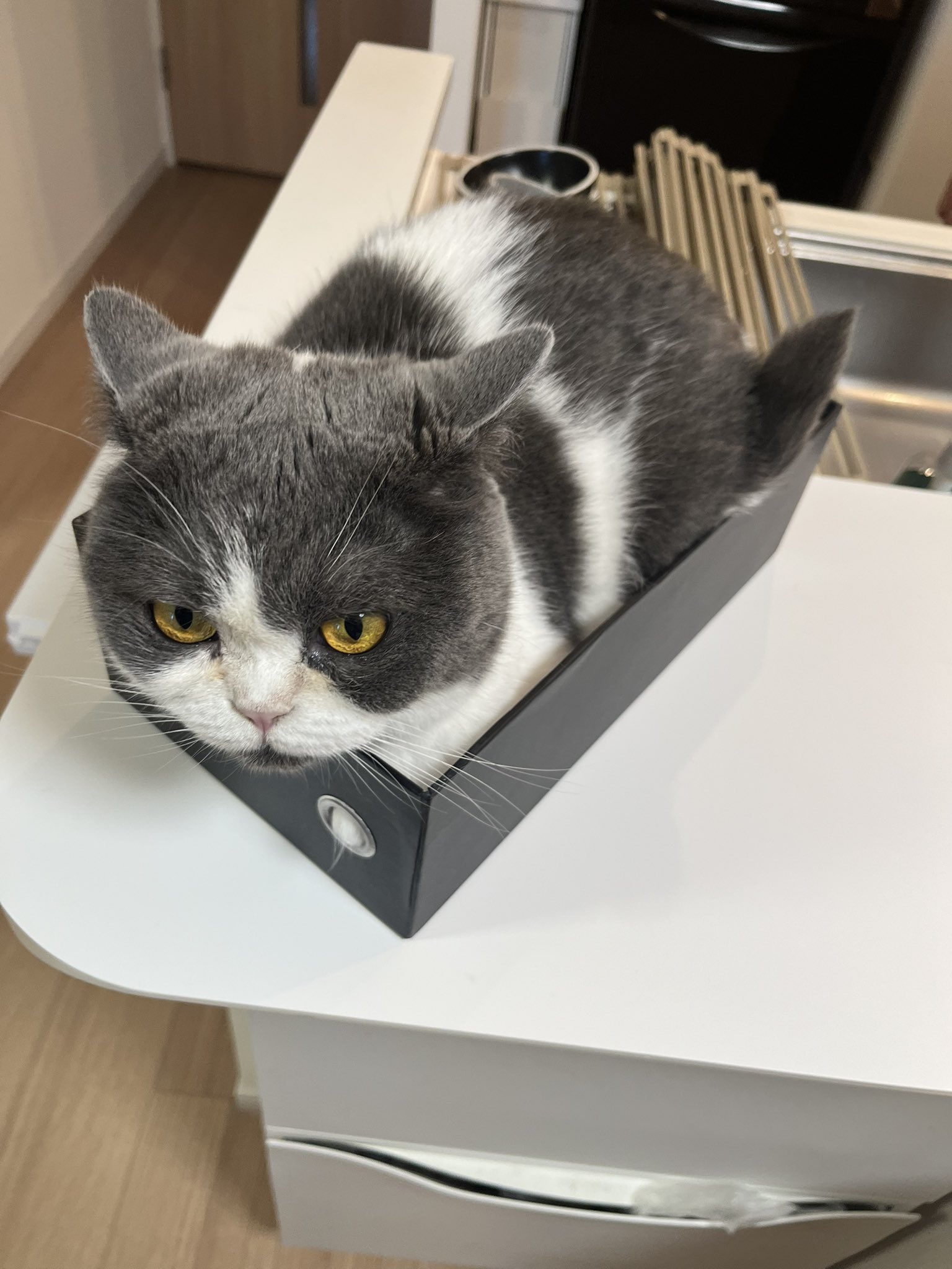 猫 芹川on X: 