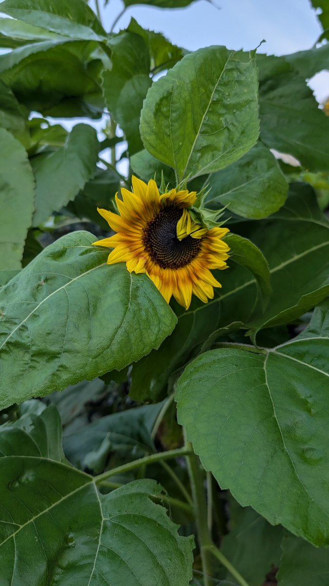 WeatherManFinn's tweet image. First sunflower of the season in th garden popped out this morning 🌻