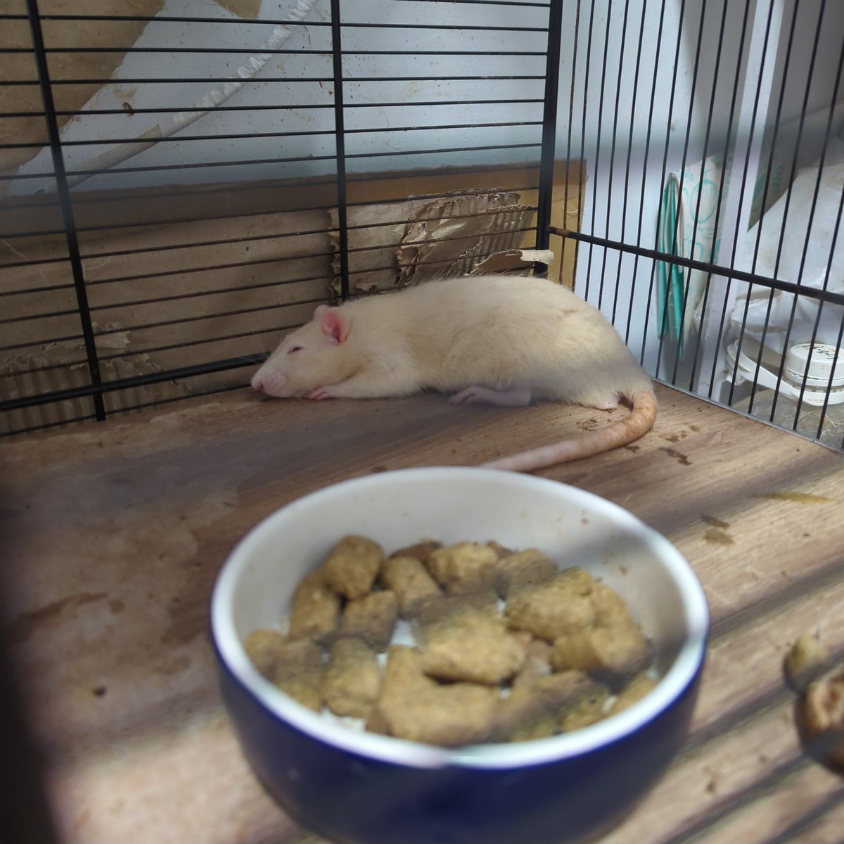 剛看完絕命終結站
對一切都感到膽戰心驚
但怎麼會就這樣斷開？
之前的籠子用了一年多都沒事，這個籠子怎麼這麼脆弱？
組裝起來確實沒有非常堅固但也比之前那個更穩定很多了啊

我受傷沒關係但老鼠們不可以出事欸
死神要收我要等老鼠們都離開了才可以來收欸

附上剛剛尾巴被夾到痛到尖叫的阿白
可憐寶寶