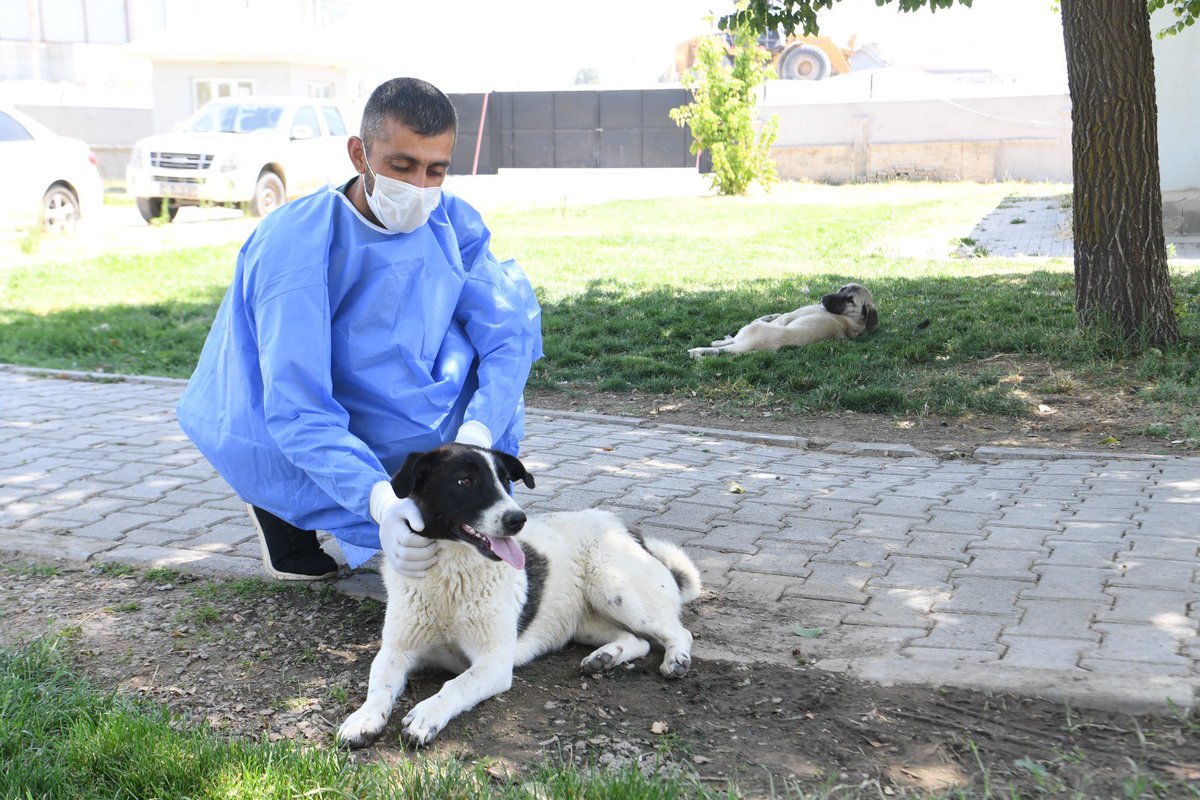 mus_bld's tweet image. 🐾 Muş Belediyesi Veteriner İşleri Müdürlüğü, son bir ay içerisinde kent genelinde paydaş kurumlar ile birlikte toplattığı bin 30 sokak köpeğini Muş Belediyesi Sahipsiz Sokak Hayvanları Rehabilitasyon ve Geçici Bakımevi’nde tedavi etti.
Haberin devamı 👇
facebook.com/share/p/19rc2x…