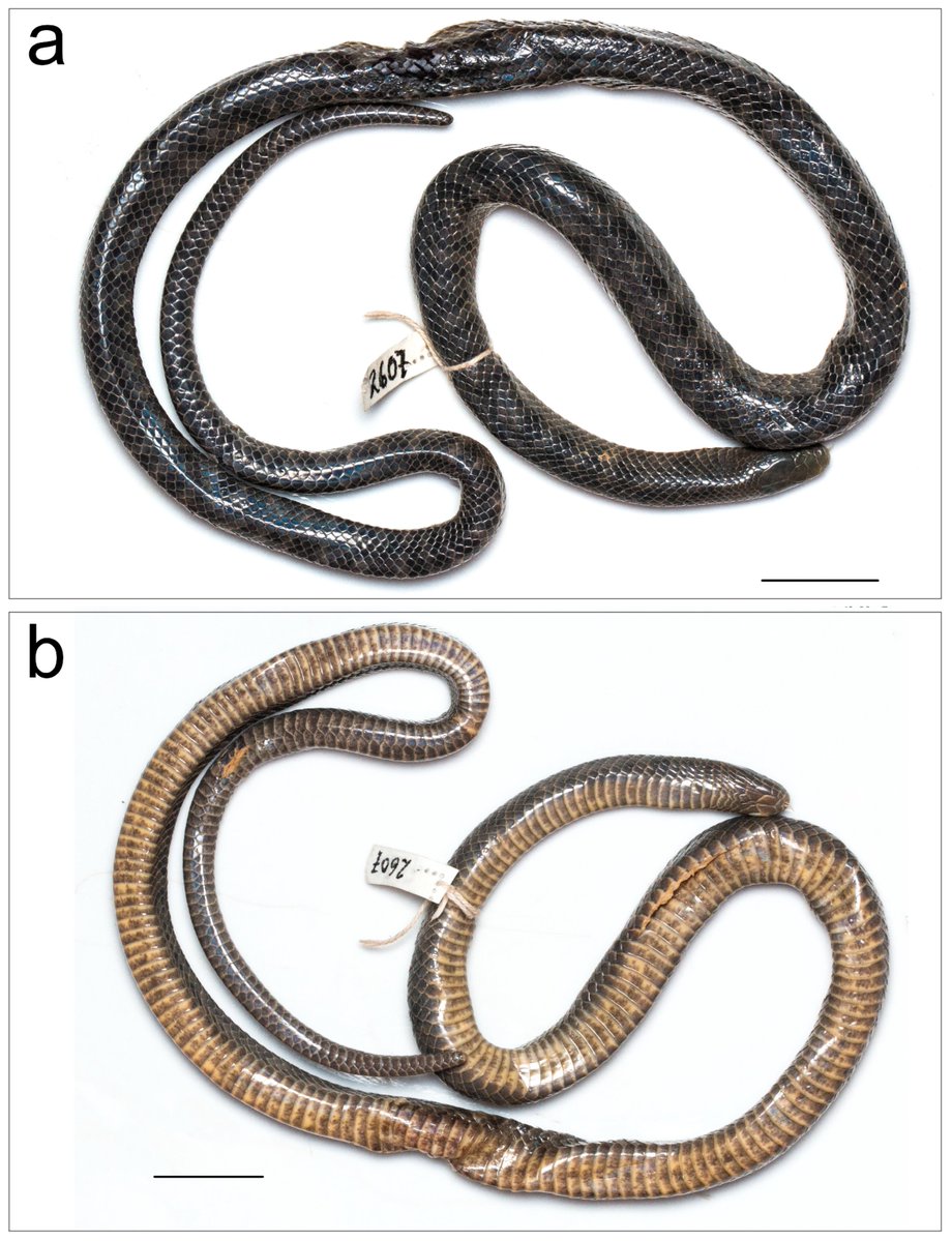 DiversityMDPI's tweet image. 🐍 A New Species of Smithophis Giri et al. 2019 from the Indo-Burma Region
by Zeeshan A. Mirza et al.
mdpi.com/1424-2818/16/8… | 3595 views
#NewSpecies #Herpetology #Smithophis #IndoBurma #BiodiversityHotspot #Taxonomy #ConservationBiology #ReptileDiversity