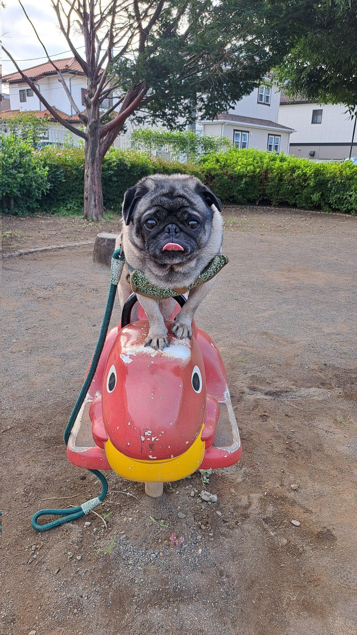 【スーフェス91 購入】春の新緑パグ獣 PUG KINGDOM シゲパグ on X: 