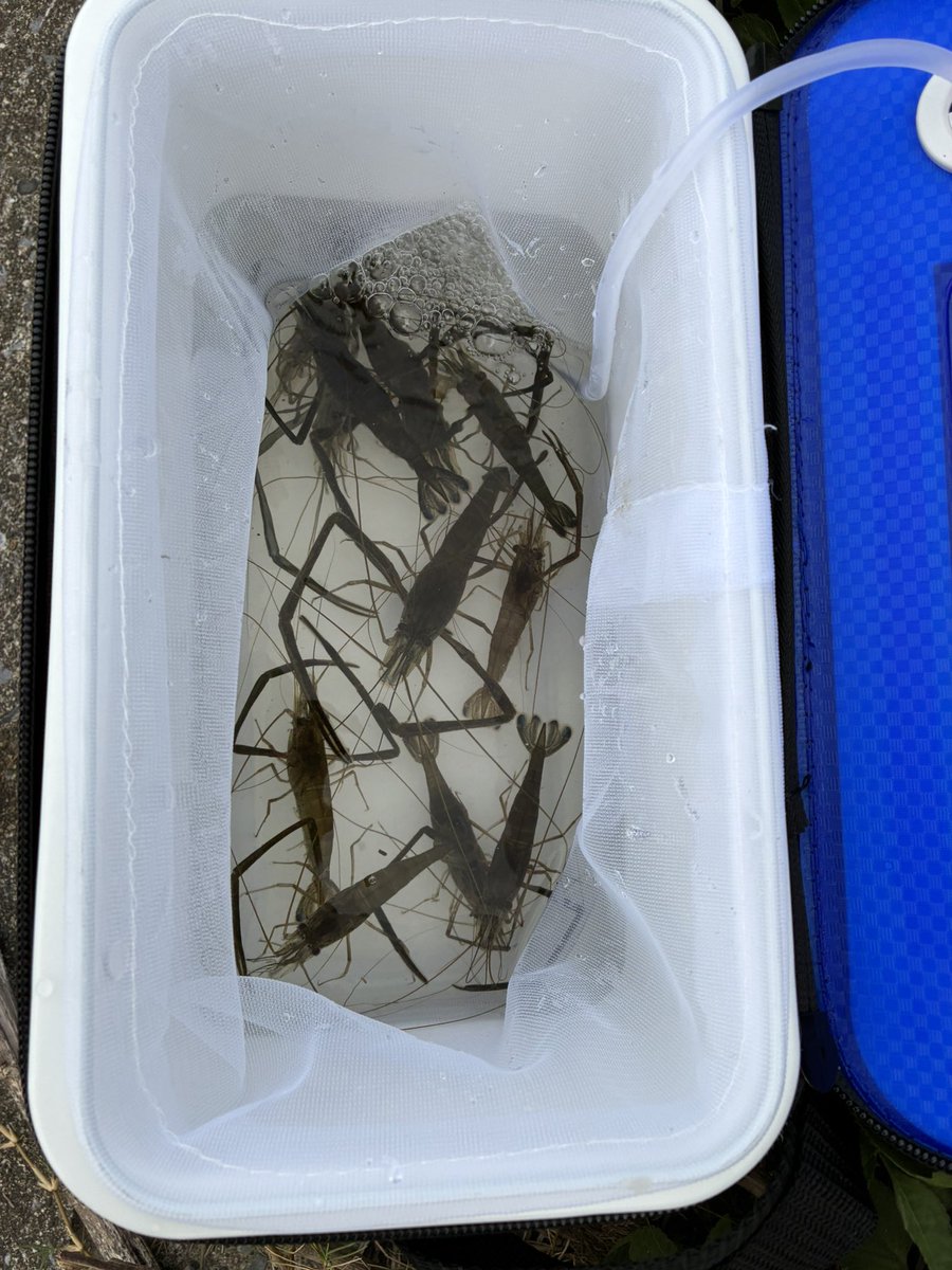 食べるために釣りを始めた。友人と初のテナガエビ釣りチャレンジ。先行している女性アングラーにアドバイスをもらって、短時間でそこそこ釣れました。餌釣りも楽しいですね。