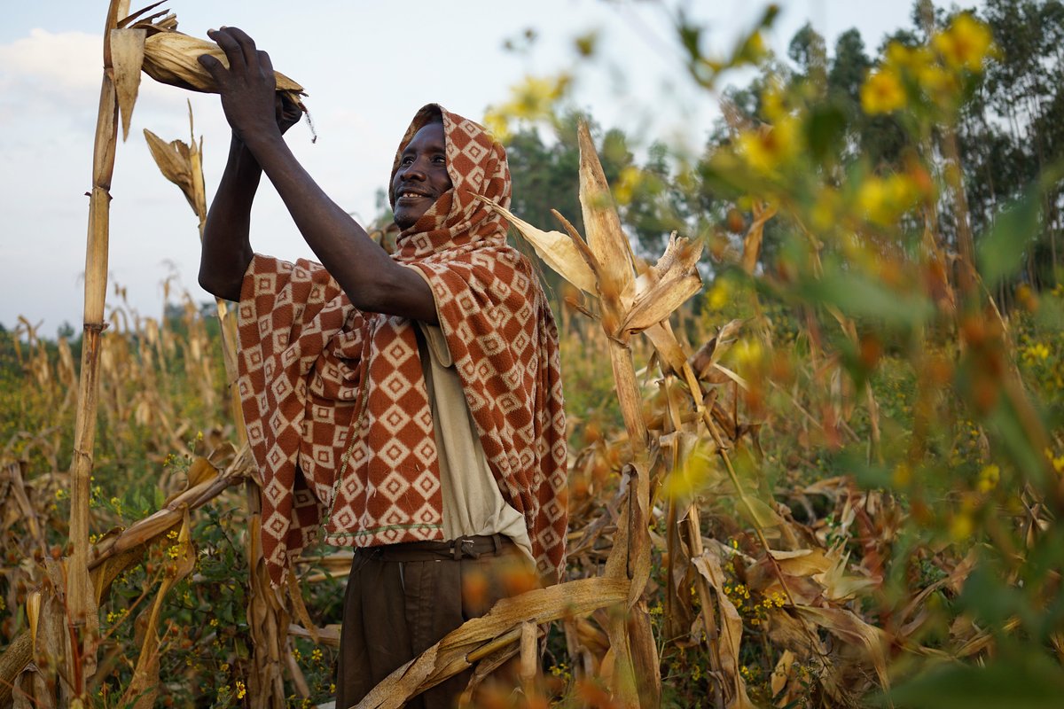 CGIAR_EMD's tweet image. 🌽 Improved seeds = better harvests.
@IFPRI’s DNA study in Ethiopia links improved maize to higher yields and incomes, highlighting the need for better seed tracking and data.
👉 lnkd.in/drWiQk_g
#AgResearch #FoodSecurity #SmallholderFarming