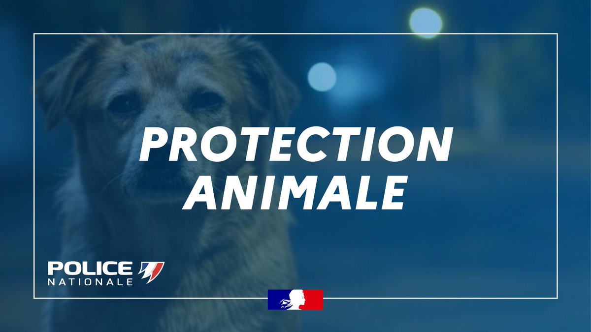 PoliceNationale's tweet image. #MaltraitanceAnimale | Samedi dernier à Dinard (35), des riverains appellent la #PoliceNationale après avoir vu un chien husky sauter par la fenêtre d’un appartement du centre-ville. Sur place, les policiers découvrent 3 autres chiens, privés de nourriture et de soins depuis…