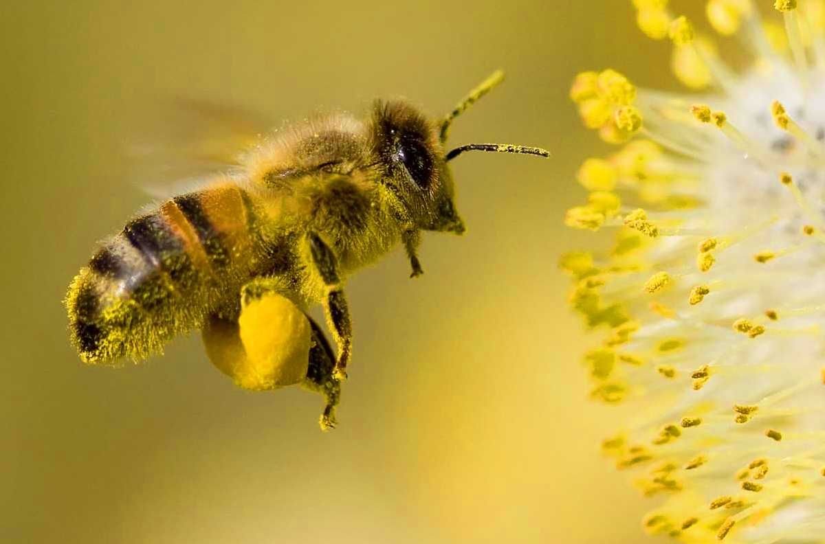 TheFlowerShow's tweet image. Did you know that flowers can help solve crimes?👀🌼
Forensic palynology is the study of pollen and spores in criminal investigations. Since pollen grains are microscopic, highly durable, and unique to specific plants and regions, they can act like trace evidence, linking…