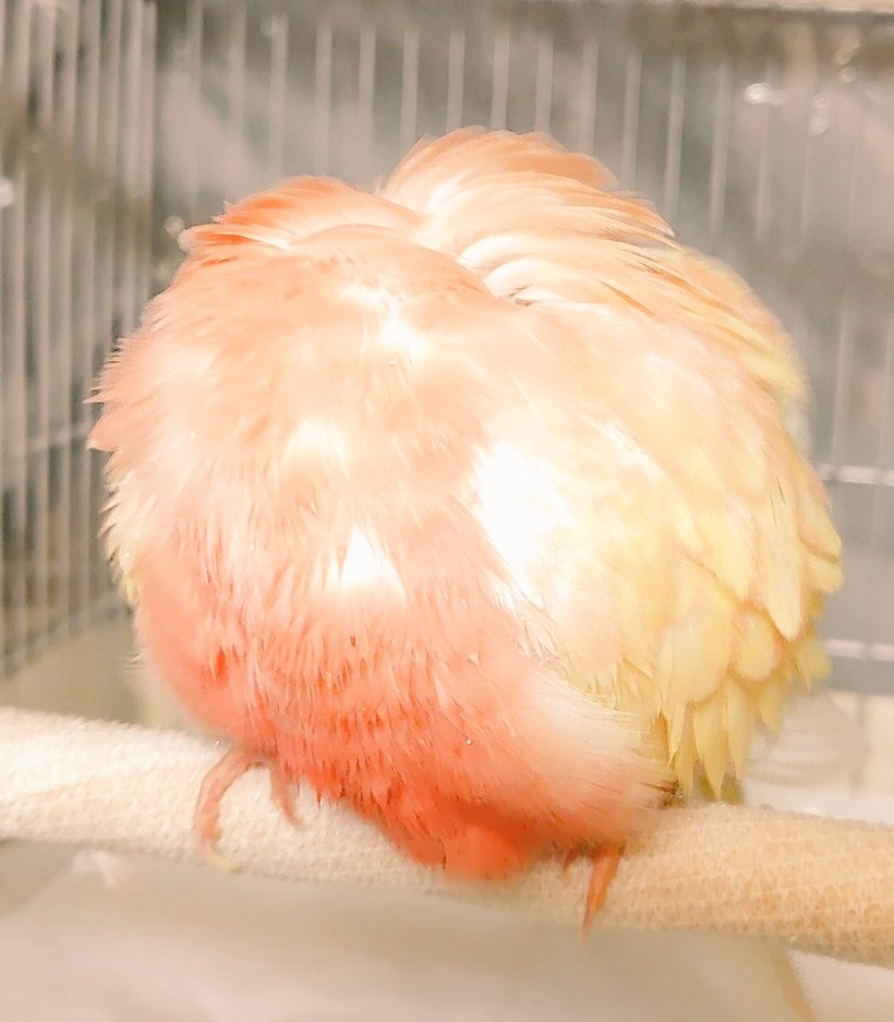 ちゃぷん⛲️としてみずみずしい桃ができました🐣🍑