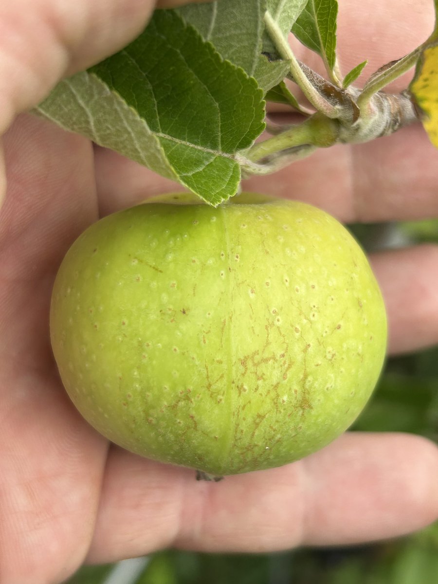 stewartwaine's tweet image. Very Rare Welsh 🏴 Apple “Moelfre Bank” not ready just yet ;)