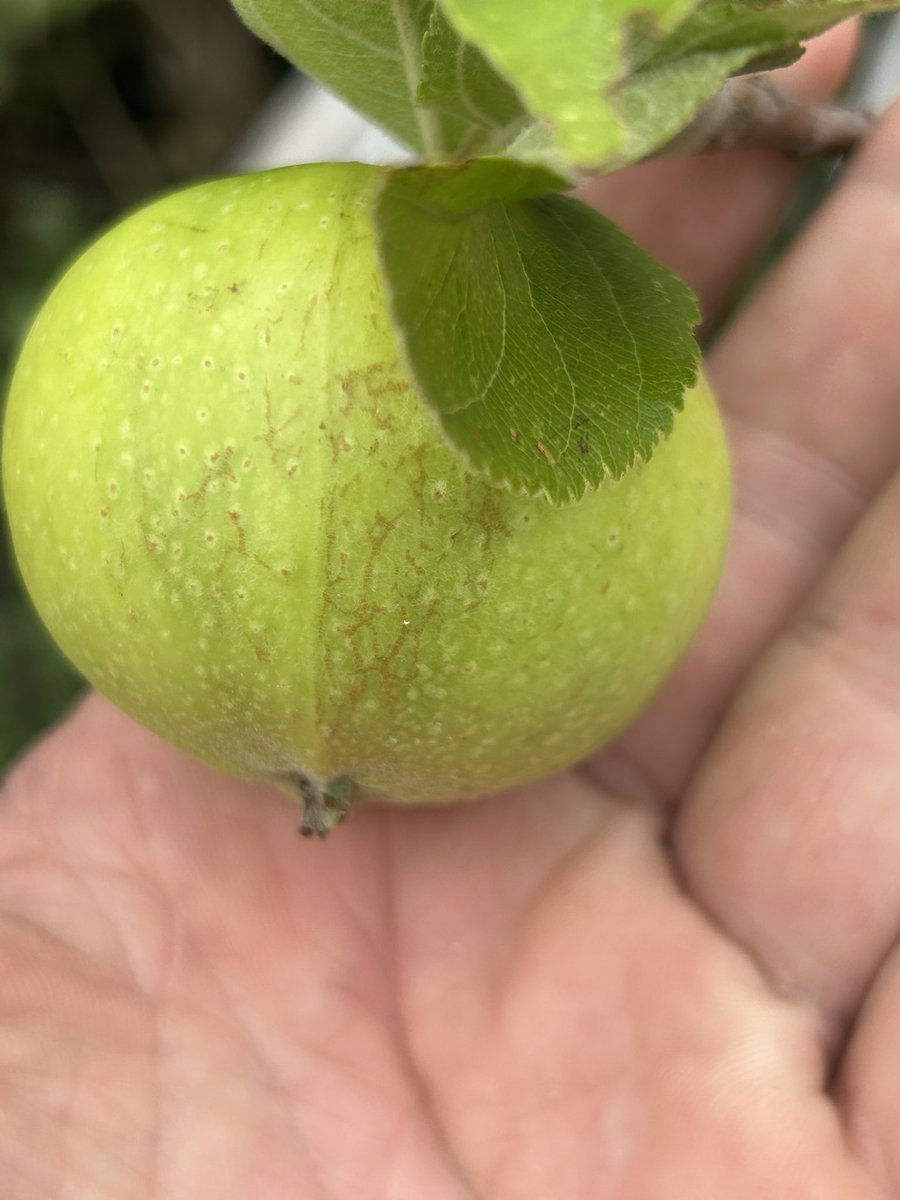 stewartwaine's tweet image. Very Rare Welsh 🏴 Apple “Moelfre Bank” not ready just yet ;)