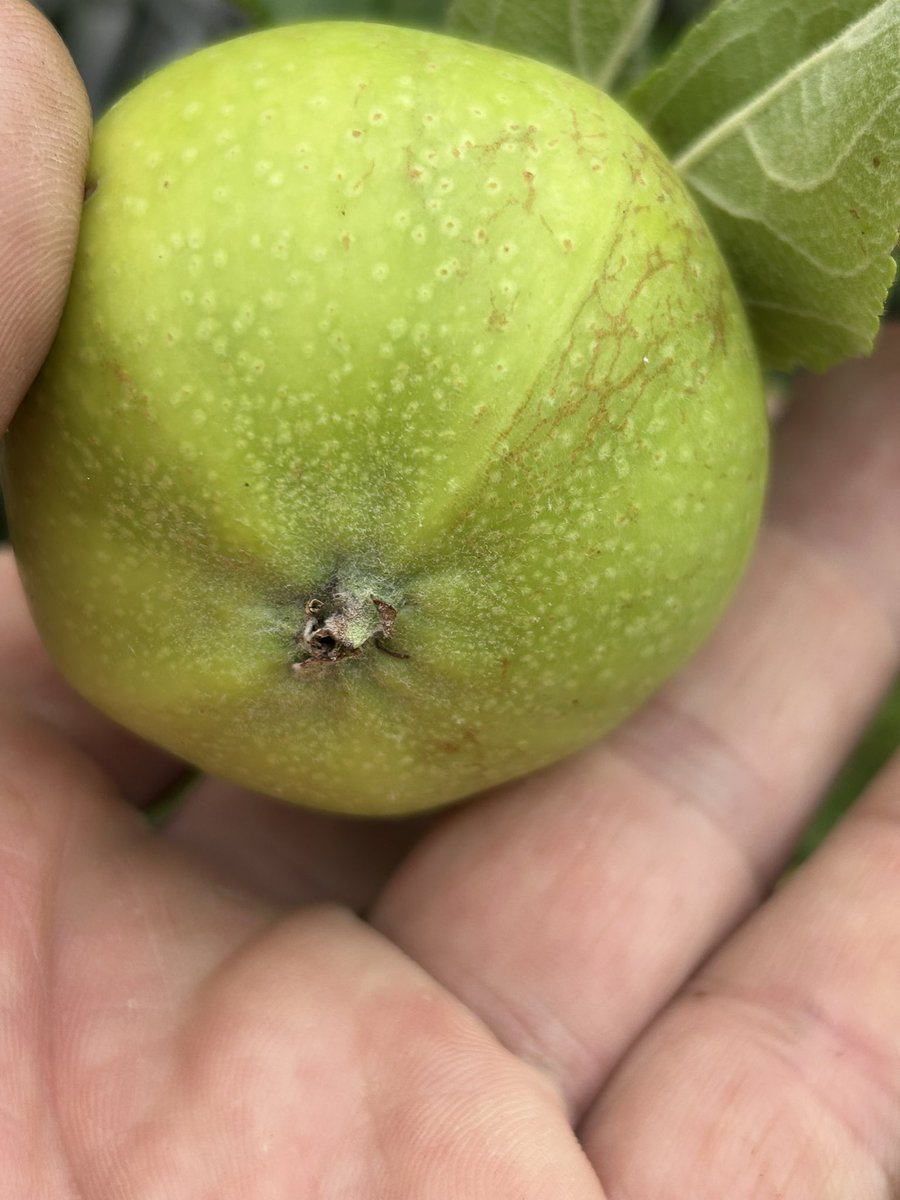 stewartwaine's tweet image. Very Rare Welsh 🏴 Apple “Moelfre Bank” not ready just yet ;)