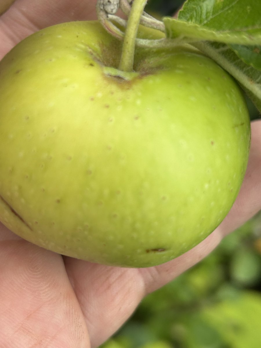 stewartwaine's tweet image. Very Rare Welsh 🏴 Apple “Moelfre Bank” not ready just yet ;)
