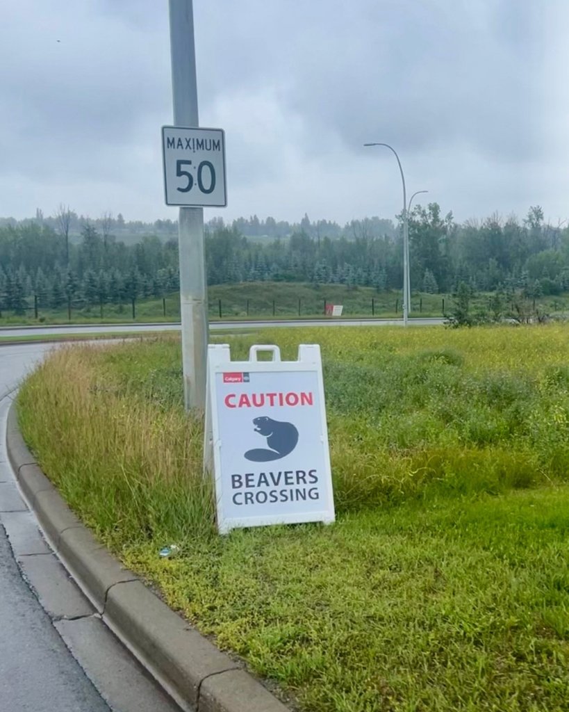 Caution, Beaver Crossing! 🦫 When you’re driving to visit us, keep an eye out for these furry friends crossing on Bannister Road around the bend. Slow down and watch for beavers to keep everyone safe! #yycgardening #yycliving #yycnow #greengateyyc #shoplocalyyc