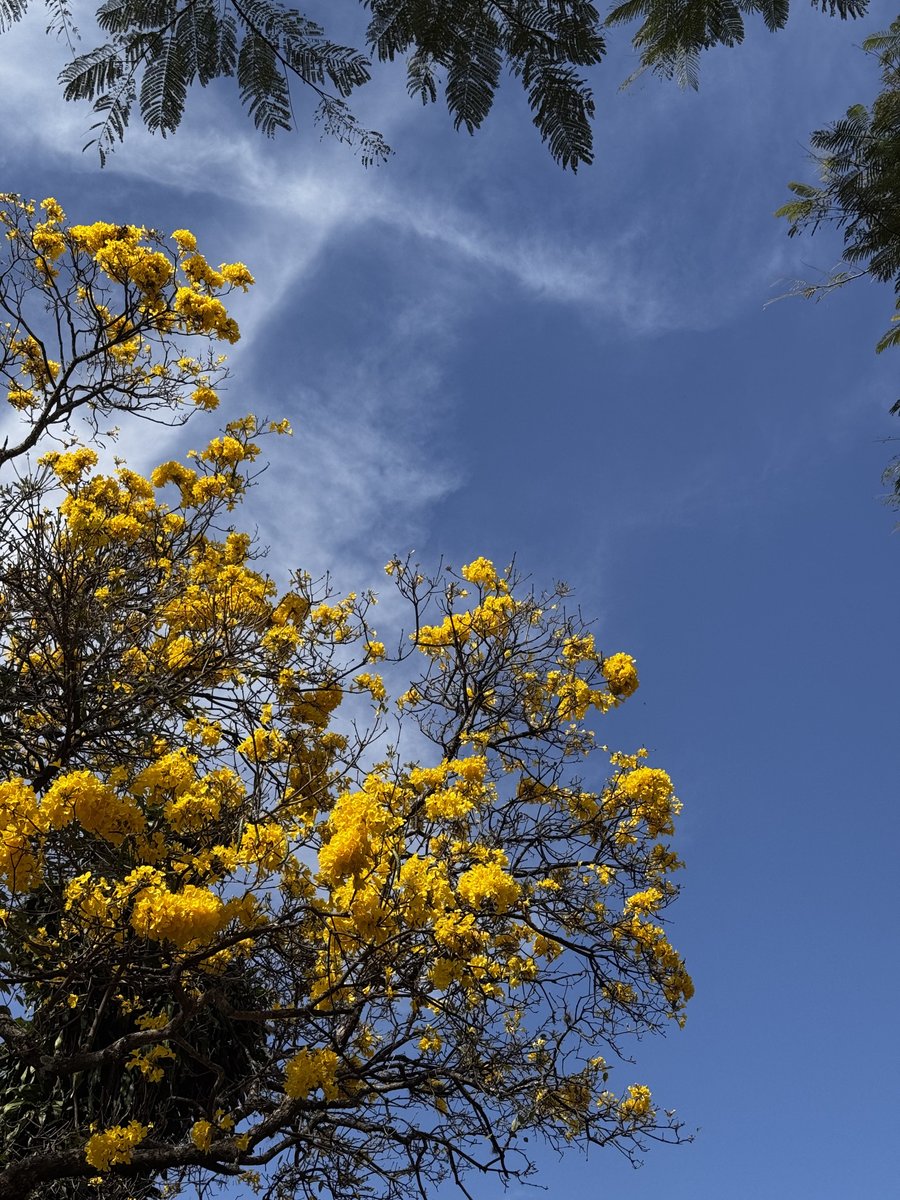 prefeiturabh's tweet image. Bom diaa, BH!! ✨
Bom demais acordar e ver que os ipês amarelos já estão florescendo, quem aí já conseguiu ver algum?
Coloque sua foto dos ipês aqui nos comentários, vamos florear este post! 🌼💛