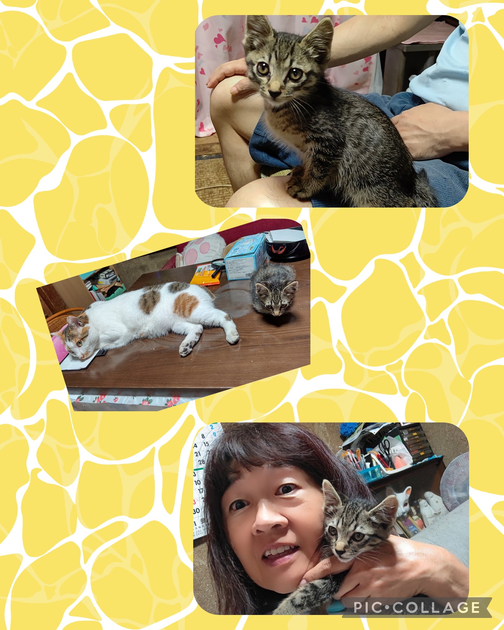 コパークラフト  題名「子猫のママは あたし」 My Cat Reunited with My Mom After a Month… Like a First