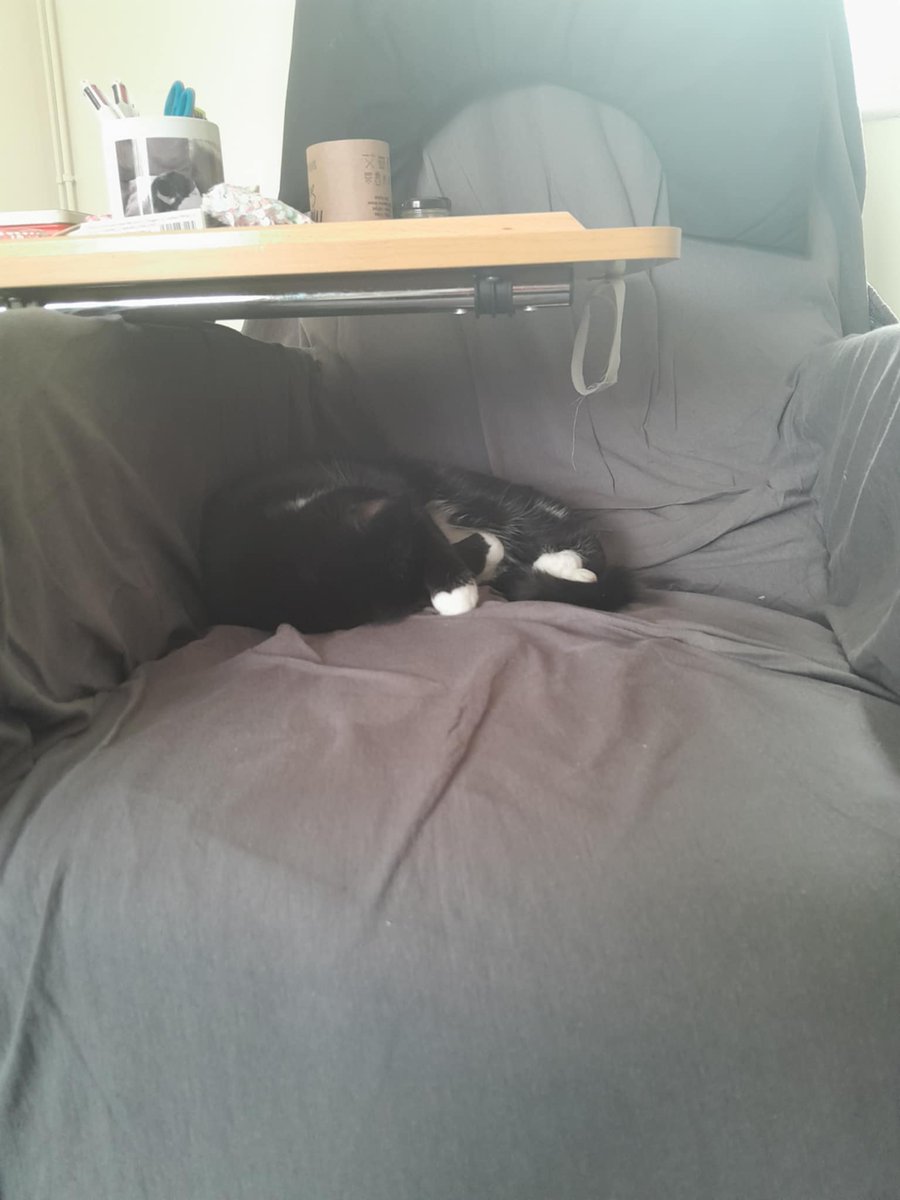 Cakieandknits's tweet image. 🙄 mum gone to hospickle again! Tut, I've got to put up with substandard treatment from dad and Alex.
Ah well, is she not here, I can have her magic chair 💺 hooray 🎉 😻💕