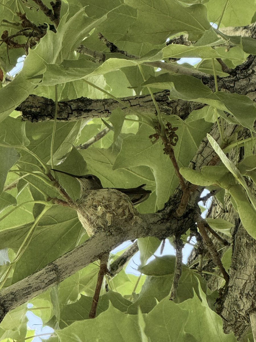 SupMarioBro's tweet image. Driving up to the Grand Teton National Park with the family.
A gorgeous drive and a few animals we saw along the way!
Sharptooth is well traveled thanks to my son.
- hummingbird in a nest is so cool and incognito!