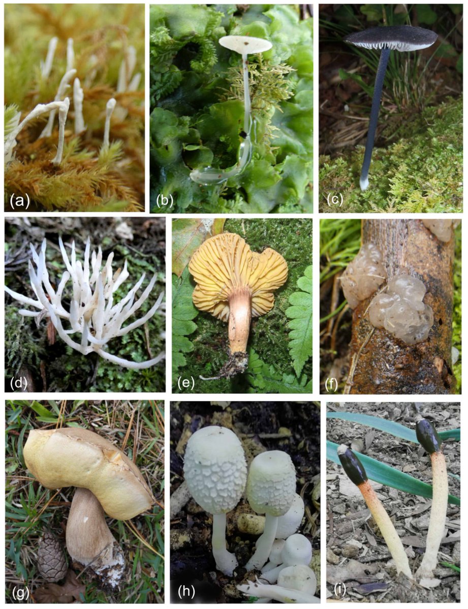 DiversityMDPI's tweet image. 🍄Checklist of Basidiomycota and New Records from the Azores Archipelago
by Martin Souto et al.
mdpi.com/1424-2818/16/3… | 3621 views
#Mycology #Basidiomycota #Azores #IslandBiodiversity #FungalEcology #BiodiversityInventory #ConservationScience #Macaronesia #NewSpeciesRecords