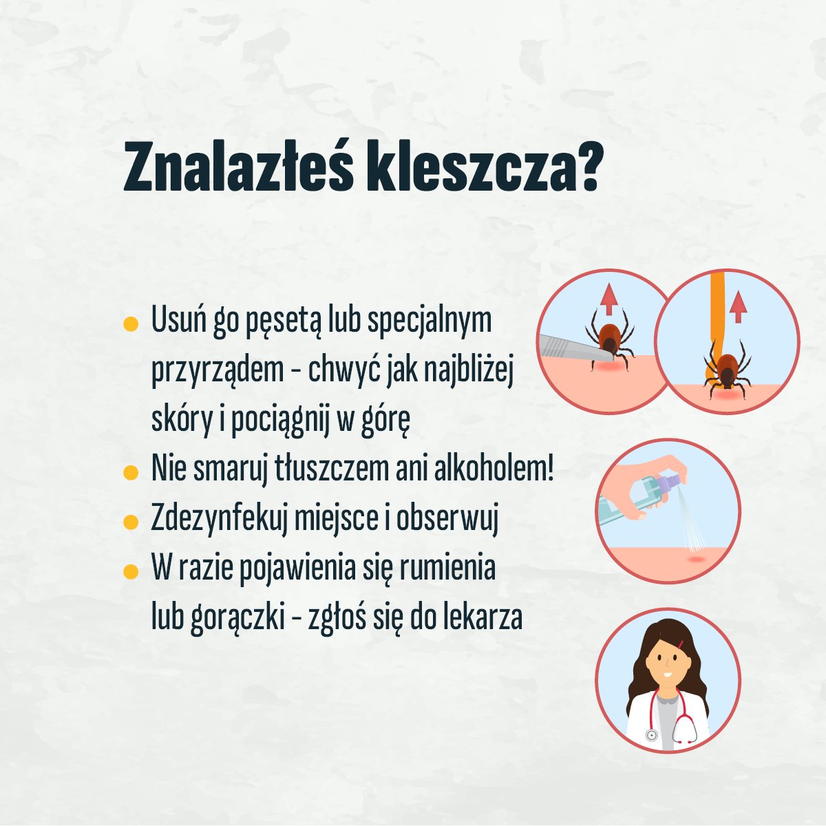 GIS_gov's tweet image. Z powodu ocieplenia klimatu🔥kleszcze są aktywne niemal cały rok. Jednak najbardziej aktywne są wiosną oraz w okresie letnim i wczesnojesiennym. Bytują głównie w wilgotnych lasach liściastych i mieszanych. 🌳🌿Można je spotkać również w parkach, na skwerach miejskich.