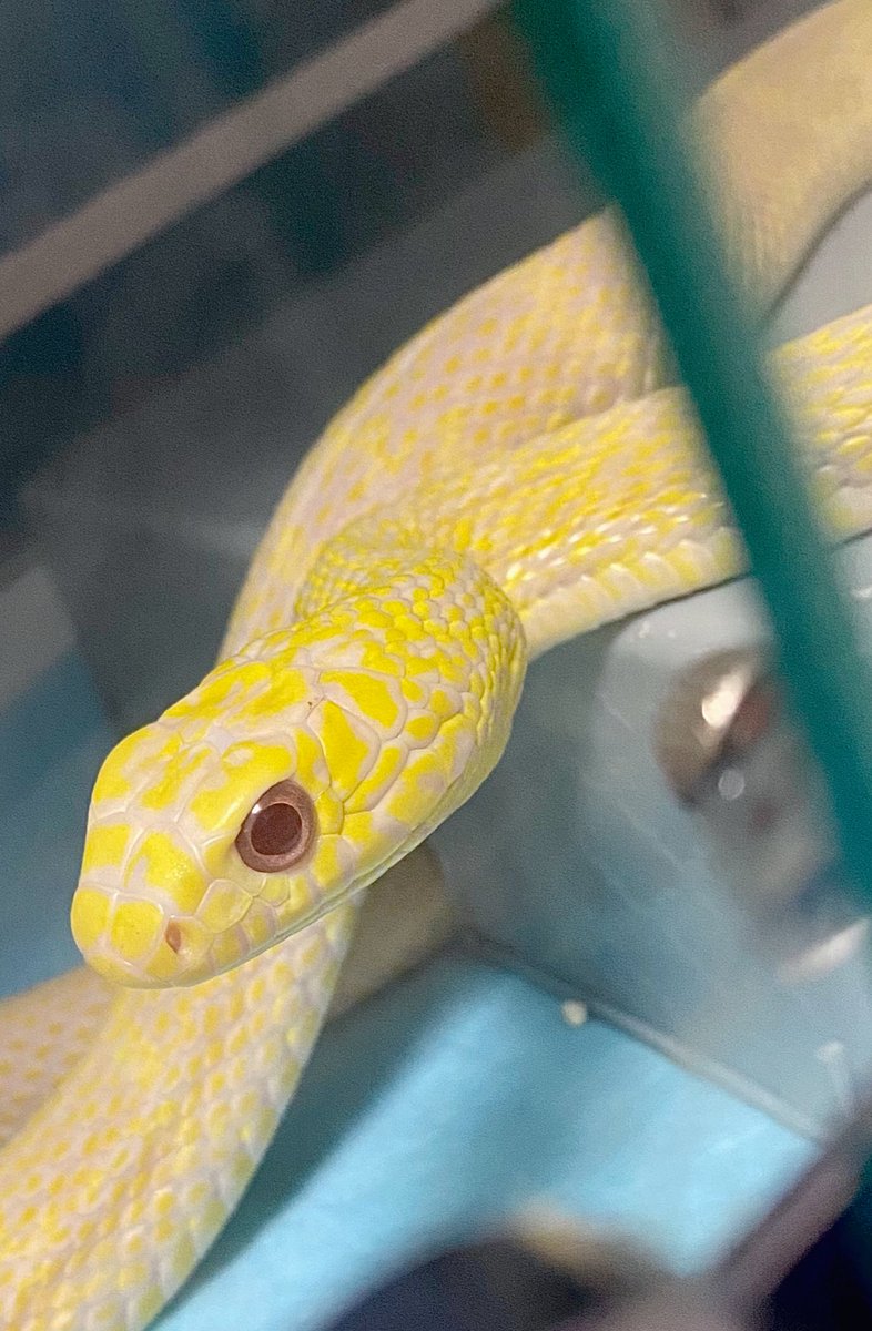 snake_parman's tweet image. シュウダ