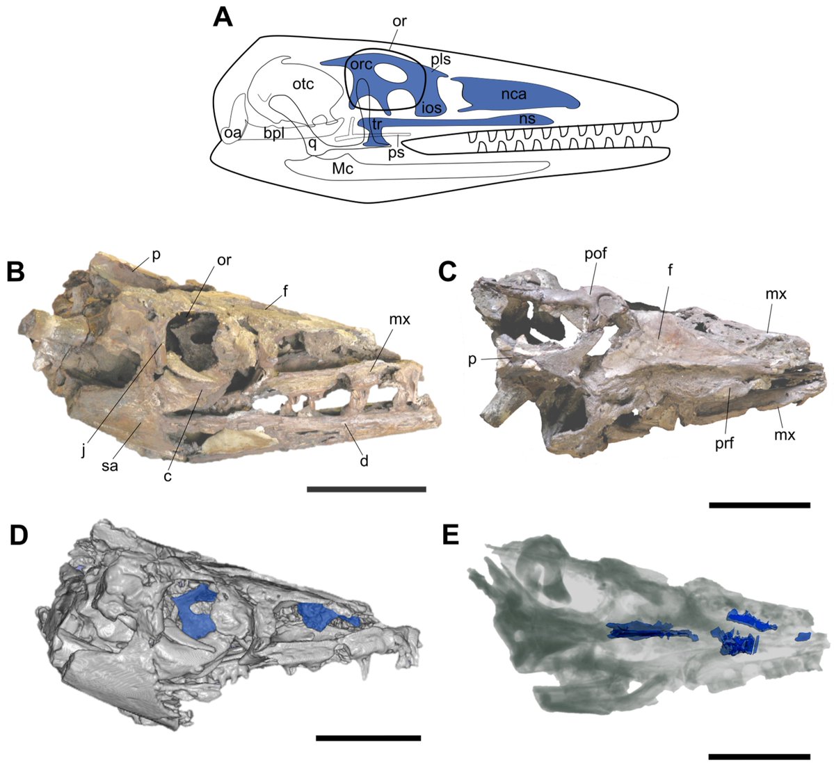 DiversityMDPI's tweet image. 🦎🦴Exceptional In Situ Preservation of Chondrocranial Elements in a Coniacian Mosasaurid from Colombia
by María Eurídice Páramo-Fonseca et al.
mdpi.com/1424-2818/16/5… | 3123 views