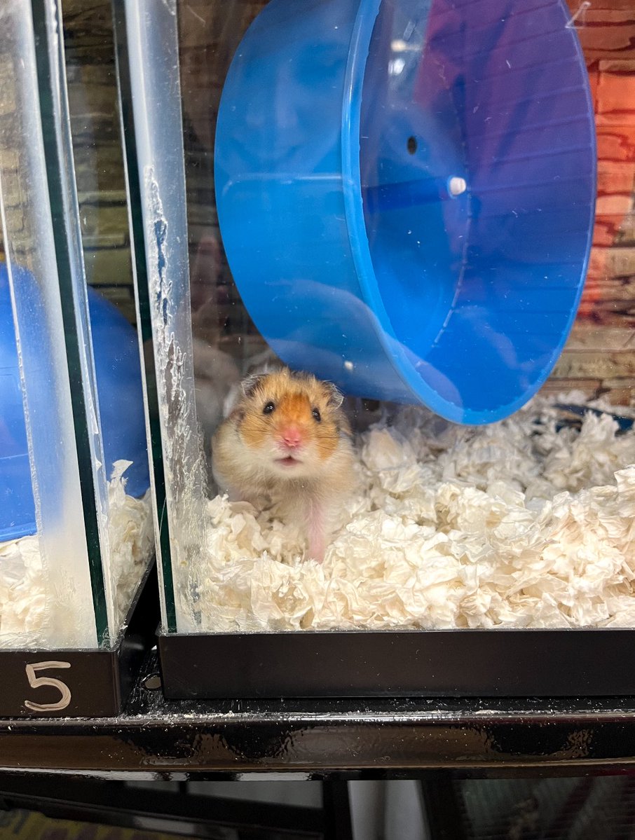 hamsterdotcom_'s tweet image. Little Bear went to hamster heaven yesterday. We were so lucky to have him 🐹🪽