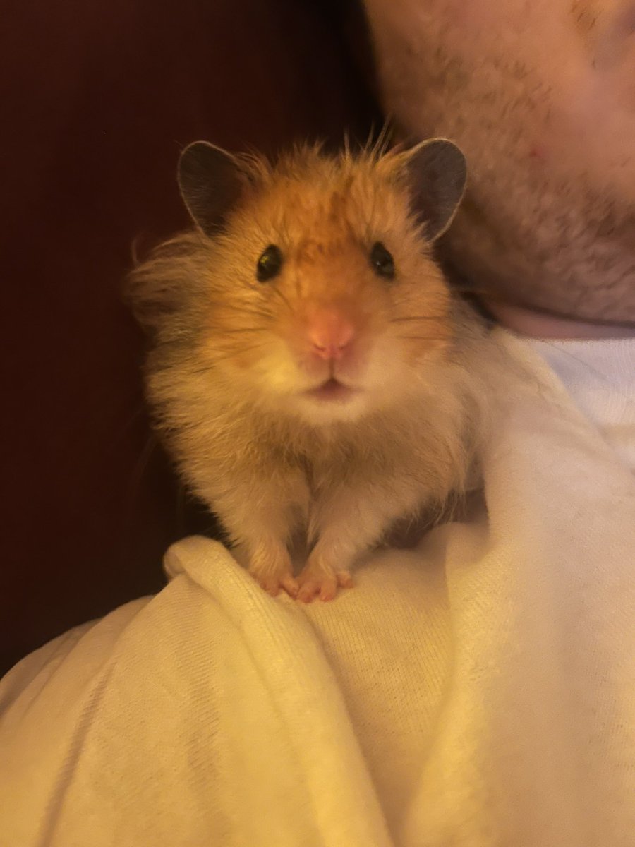 hamsterdotcom_'s tweet image. Little Bear went to hamster heaven yesterday. We were so lucky to have him 🐹🪽