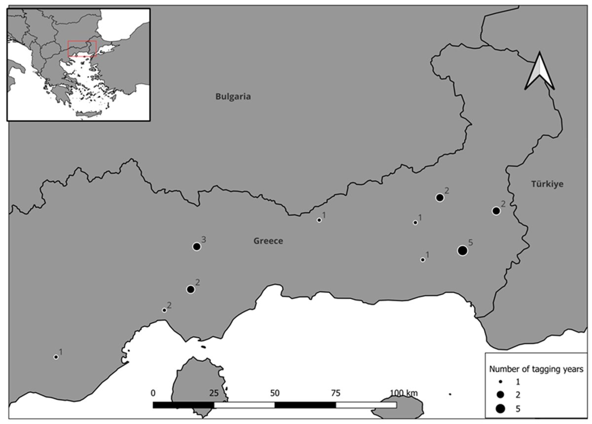 DiversityMDPI's tweet image. 🦅 Dispersal Ecology of Golden Eagles (Aquila chrysaetos) in Northern Greece: Onset, Ranging, Temporary and Territorial Settlement
by Lavrentis Sidiropoulos et al.
mdpi.com/1424-2818/16/9… | 3356 views
#GoldenEagle #RaptorEcology #MovementEcology #WildlifeTelemetry