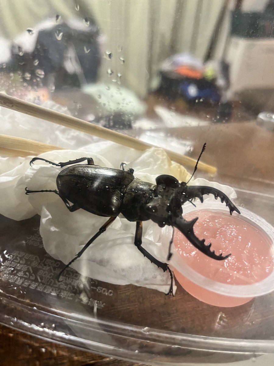 ウォーキング中
ミヤマクワガタ
大物