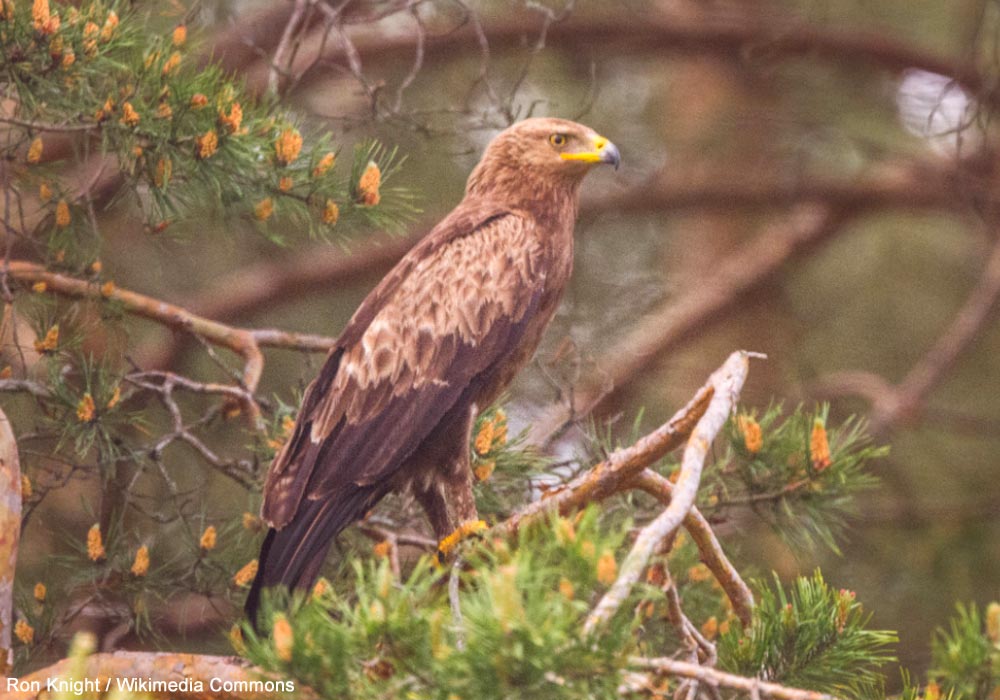 Ornithomedia's tweet image. La population bulgare d&apos;Aigles pomarins dépasserait mille couples selon une estimation récente ➡️ Cliquez sur ce lien pour en savoir plus : ornithomedia.com/breves/la-popu… #oiseaux #birds #ornithologie #ornithomedia #ornithologie