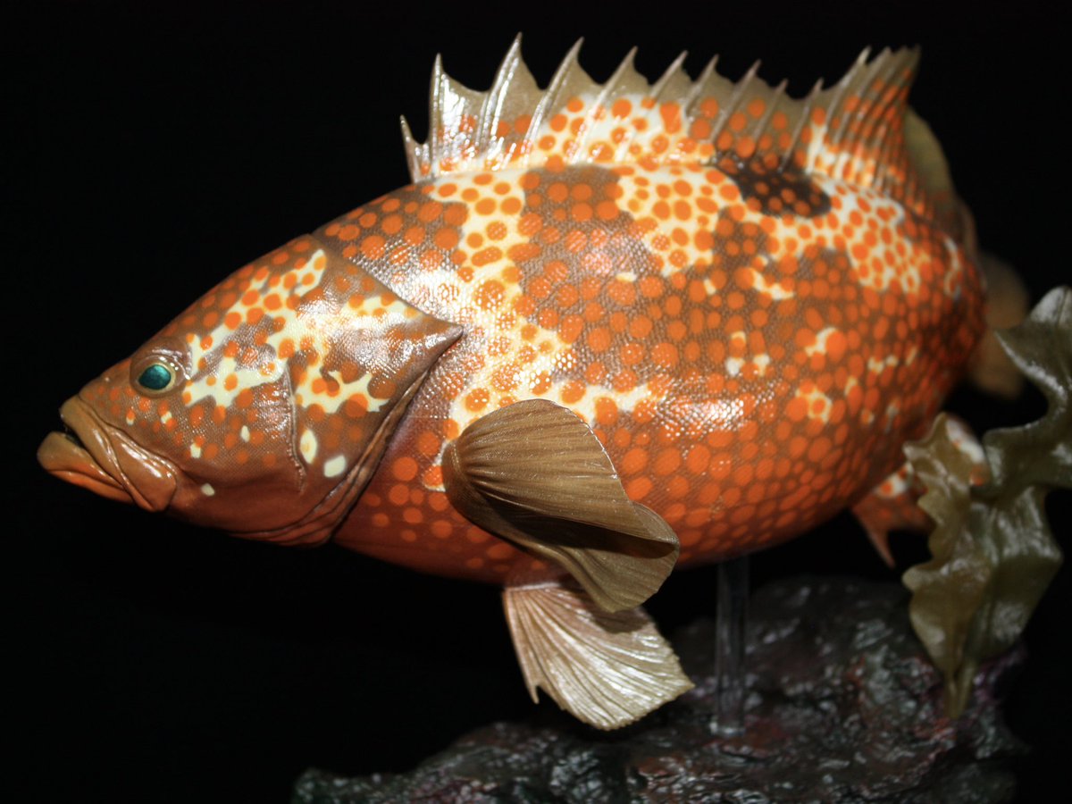 gomagomagomappp's tweet image. 今回いきものワンフェスにも参加します!
そしてキジハタを展示させて頂きますっ
ワンフェスの水エリアにてご覧いただけますので是非ご覧ください👀
何気に大きいサイズのキジハタはお初です!
#いきものワンフェス
#wf2025S
#wf2025夏
#gomapのお品書き