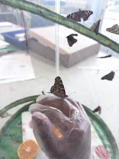 This term, students experienced the magic of life cycles up close — from watching chicks hatch to witnessing caterpillars transform into butterflies. A hands-on journey of discovery that brought science to life! 🐣🦋✨#SBGirlsWhoCan