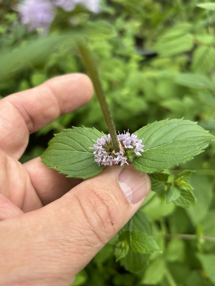 stewartwaine's tweet image. Mint seeds ( think I’ve asked this before ) anyone had any luck raising mint from seed other than the spearmint, this is Tangerine mint flowering , if any seed forms might try sowing it, never had any luck in the past with hybrid? Mint seed