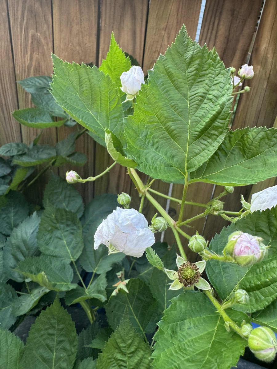 Can someone identify my trash can plant?