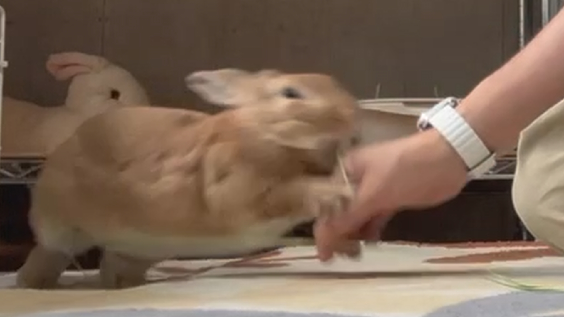 うさぎのふく on X: 