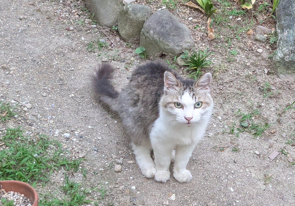 2610Am's tweet image. Yoga154日目
ベーシック
強めのヨガでした。
ひじを付いたプランクポーズをしました。