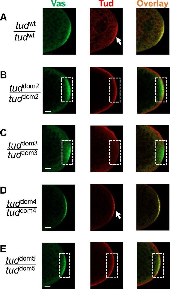 LSAjournal's tweet image. Multiple protein-protein interaction domains non-redundantly contribute to the function of Tudor scaffold protein in formation of biomolecular condensates and germline development in Drosophila. @murraystateuniv @uofl @ky_inbre hubs.la/Q03xrvzW0
