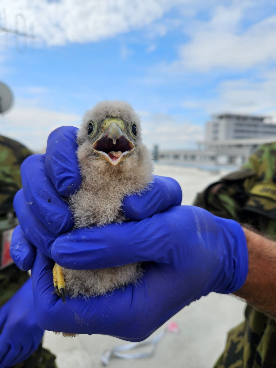JCBRN Defence Centre of Excellence (@jcbrncoe) on Twitter photo ๐ชถ 5 kestrel chicks hatched on our rooftop after we offered them a new home. A thoughtful response to birds damaging our buildingโs facade.
At <a href="/jcbrncoe/">JCBRN Defence Centre of Excellence</a>, we believe that protecting the environment is part of building a safer, more resilient world. ๐๐ฟ๐ ๐ชถ 5 kestrel chicks hatched on our rooftop after we offered them a new home. A thoughtful response to birds damaging our buildingโs facade.
At <a href="/jcbrncoe/">JCBRN Defence Centre of Excellence</a>, we believe that protecting the environment is part of building a safer, more resilient world. ๐๐ฟ๐