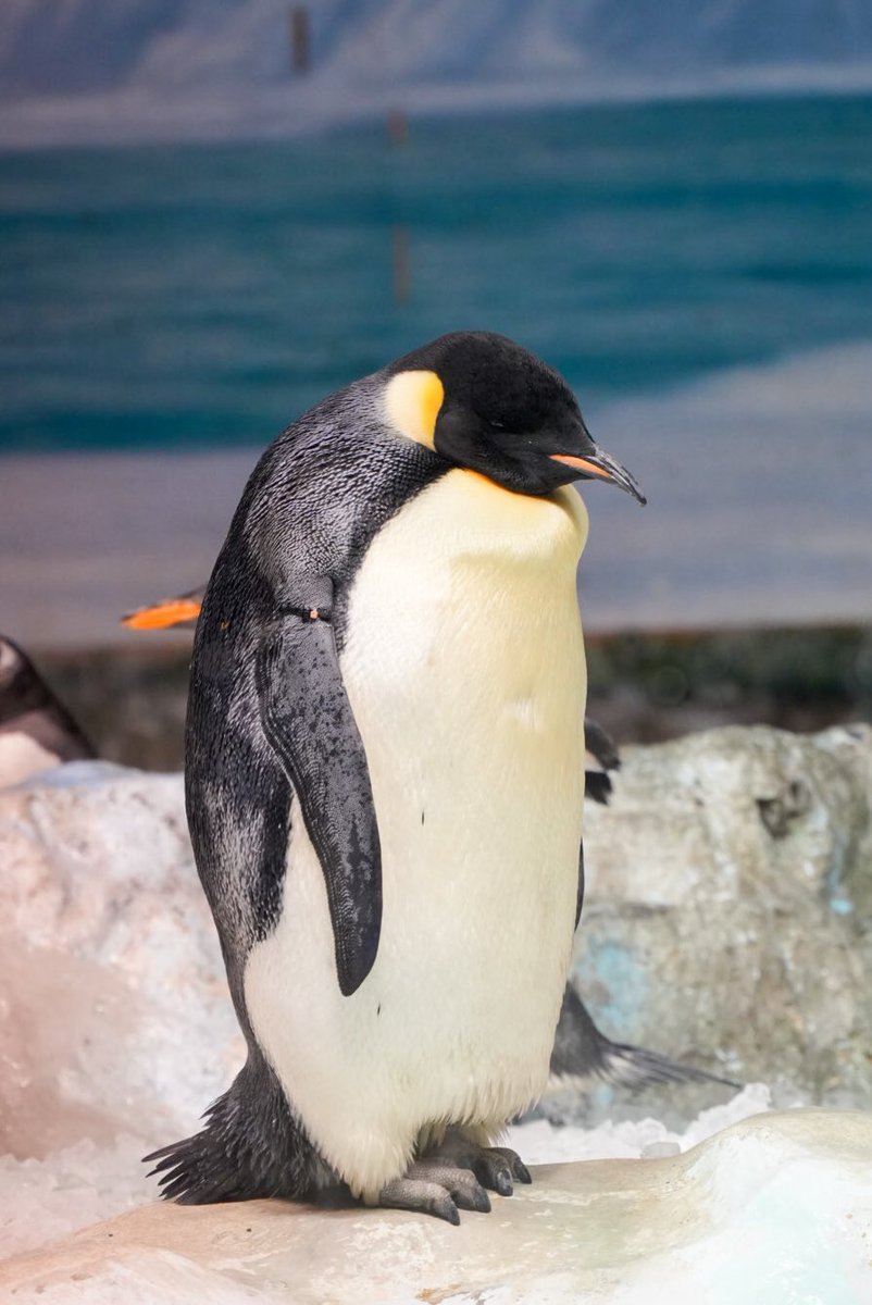 haru3131sui's tweet image. 暑すぎてへこむ

#名古屋港水族館