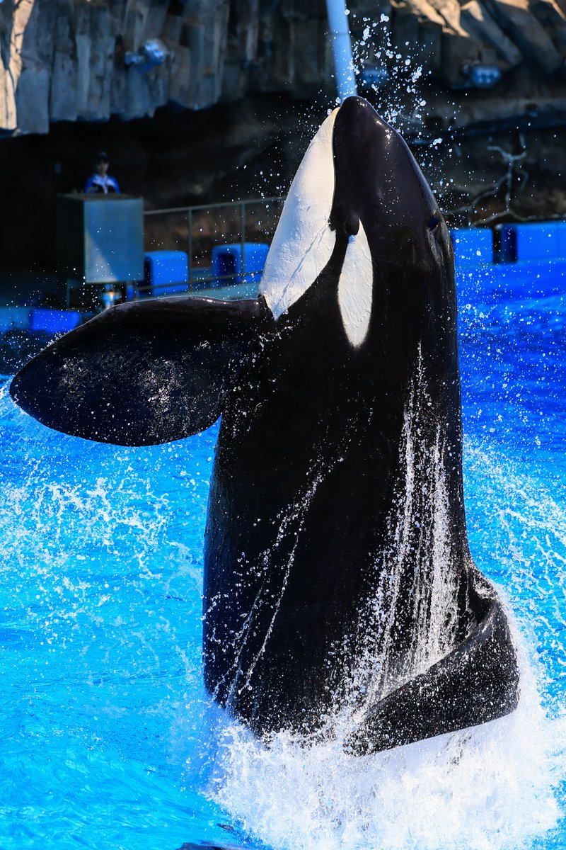 7月23日のアース #シャチ #名古屋港水族館