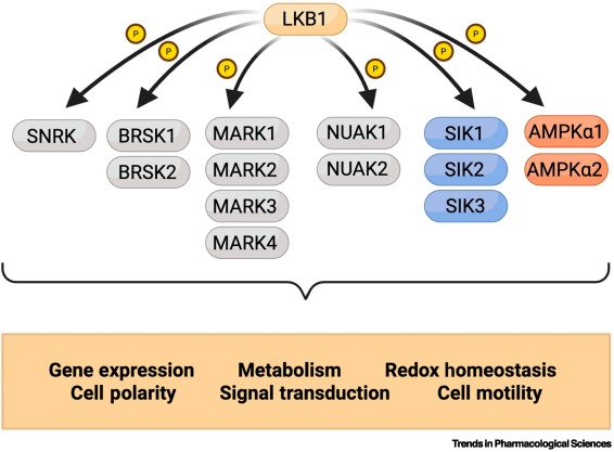 TrendsinPharma's tweet image. Targeting LKB1/STK11-mutant cancer: distinct metabolism, microenvironment, and therapeutic resistance dlvr.it/TM4DJB