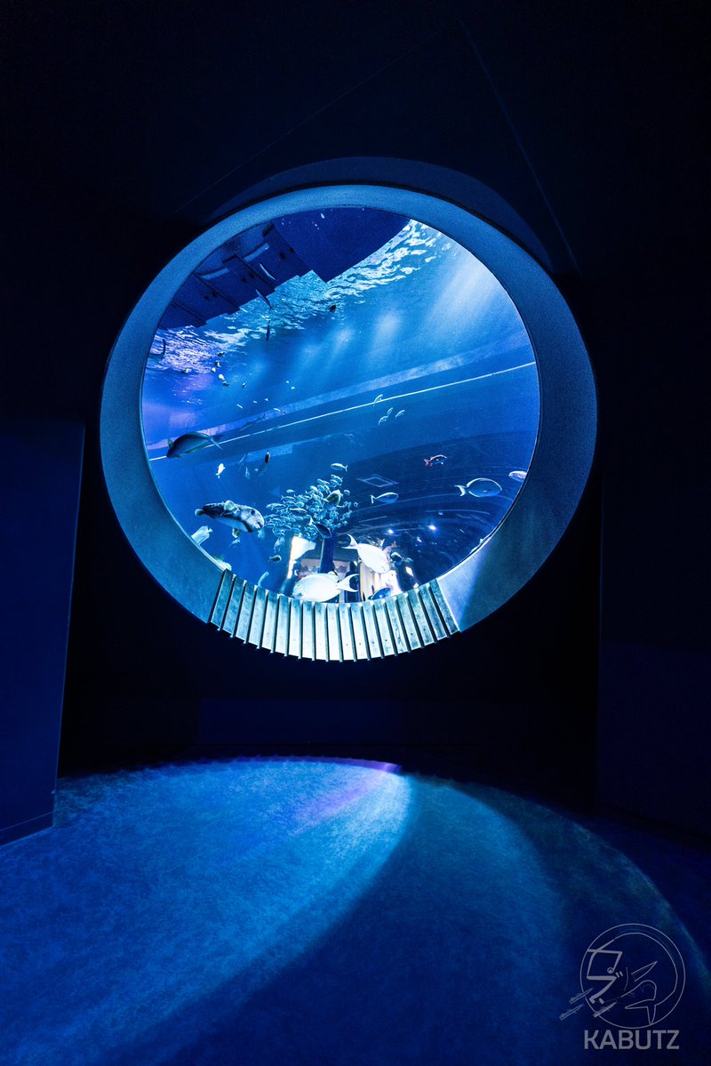 curve_ni's tweet image. 沖縄県内屈指の映えフォトスポット
#DMMかりゆし水族館